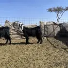 جفرات عوارض