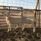 رخال