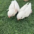 روز البينو