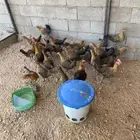 دجاج فيومي العمر من 3 شهور ونص الى اربع شهور شرط صحه