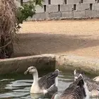جوز وز عراقي للبيع