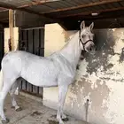 فرس واهو دماء قويه