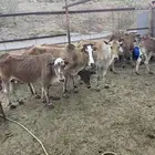 بقر