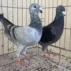 جوز هومر