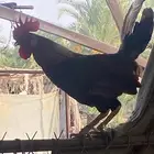 ديكه