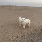 بهم حري فاخر