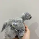 فرخ كاسكو انتاج محلي
