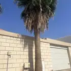 3 نخل امريكي