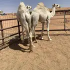 قعدان قصب 2