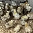 للبيع صيصان بلدي عمر اسبوع