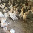 صوص عمر شهر بلدي