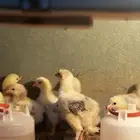 فروخ براهما كولمبي (كونك)TOB1