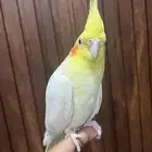 ذكر كروان اليف