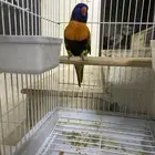 لوري