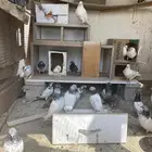 حمام باكستاني للبيع