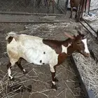 غنم دهم للبيع