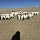 60 رخل صنف ( العرض للقناي )