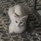 قطة للتبني مجانا