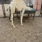 قعود طيب