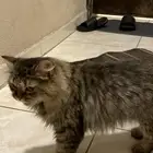 قط ضائع حصلته