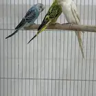 للبيع 6 اناثي وثلاثه ذكور تم البيع