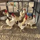 ديوك لوهمان وفرنسي