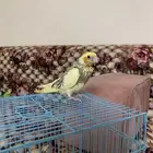 فروخ طيور الكروان