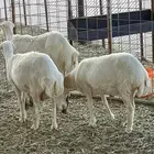 رخال رفد دفيع معزا خلفات متاومه