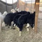 طليان نجد وحريات ذبايح ضيوف طيبه. يوجد ذبح وتوصيل.