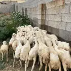 رخال