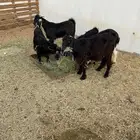 تيوس خرفان للبيع