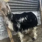 نجديه جذعه مقرعه