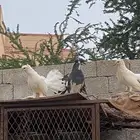حمام رقاصي