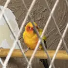 اناث صن كنيور منتجه