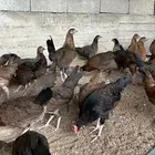 دجاج عربي بشاير