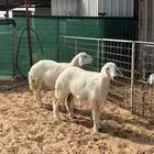 رخال حريات 4 شهور ونص