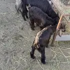 عنزين يتبعها 3