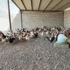 دجاج بياض شرط