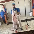 ذبايح ثلاجه ضيفه تمايم باسعار مناسبه