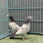 حمام باكستاني