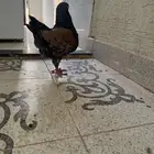 للبيع حمام كنق منتج