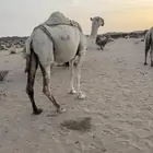 عشراء صاهوديه ثنيه تحتها بكره طيبه