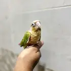 فرح كنيور أناناس