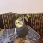 ببغاء كروان