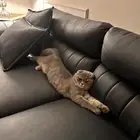 بسه سكوتش فولد