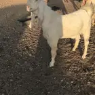 شمال المذنب