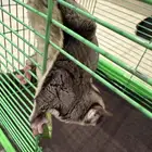 سنجاب شوقر كلاسيك قلايدر للبيع