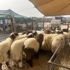 نعيم جبر فاخر ونعيم وسط كفو
