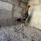 ديك شامو ياباني