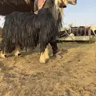 فحل نجدي نادر